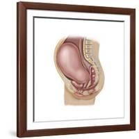 Sagittal View of Pregnant Uterus Showing Displaced Pelvic Organs-null-Framed Art Print