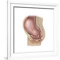 Sagittal View of Pregnant Uterus Showing Displaced Pelvic Organs-null-Framed Art Print