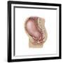 Sagittal View of Pregnant Uterus Showing Displaced Pelvic Organs-null-Framed Art Print