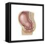 Sagittal View of Pregnant Uterus Showing Displaced Pelvic Organs-null-Framed Stretched Canvas