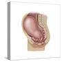 Sagittal View of Pregnant Uterus Showing Displaced Pelvic Organs-null-Stretched Canvas