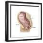 Sagittal View of Pregnant Uterus Showing Outline of Usual Position of Pelvic Organs-null-Framed Premium Giclee Print