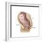 Sagittal View of Pregnant Uterus Showing Outline of Usual Position of Pelvic Organs-null-Framed Premium Giclee Print