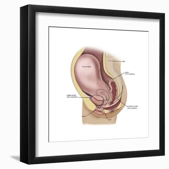 Sagittal View of Pregnant Uterus Showing Outline of Usual Position of Pelvic Organs-null-Framed Art Print