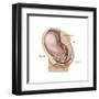 Sagittal View of Pregnant Uterus Showing Outline of Usual Position of Pelvic Organs-null-Framed Art Print