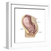 Sagittal View of Pregnant Uterus Showing Outline of Usual Position of Pelvic Organs-null-Framed Art Print