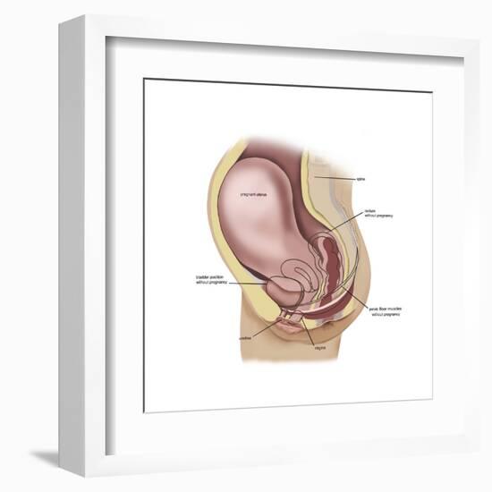 Sagittal View of Pregnant Uterus Showing Outline of Usual Position of Pelvic Organs-null-Framed Art Print