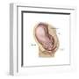 Sagittal View of Pregnant Uterus Showing Outline of Usual Position of Pelvic Organs-null-Framed Art Print
