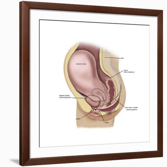 Sagittal View of Pregnant Uterus Showing Outline of Usual Position of Pelvic Organs-null-Framed Art Print