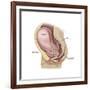 Sagittal View of Pregnant Uterus Showing Outline of Usual Position of Pelvic Organs-null-Framed Art Print