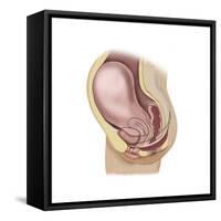 Sagittal View of Pregnant Uterus Showing Outline of Usual Position of Pelvic Organs-null-Framed Stretched Canvas