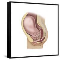 Sagittal View of Pregnant Uterus Showing Outline of Usual Position of Pelvic Organs-null-Framed Stretched Canvas