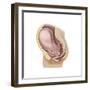 Sagittal View of Pregnant Uterus Showing Outline of Usual Position of Pelvic Organs-null-Framed Premium Giclee Print
