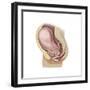 Sagittal View of Pregnant Uterus Showing Outline of Usual Position of Pelvic Organs-null-Framed Premium Giclee Print