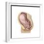 Sagittal View of Pregnant Uterus Showing Outline of Usual Position of Pelvic Organs-null-Framed Premium Giclee Print