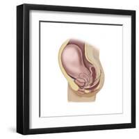 Sagittal View of Pregnant Uterus Showing Outline of Usual Position of Pelvic Organs-null-Framed Art Print