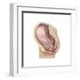 Sagittal View of Pregnant Uterus Showing Outline of Usual Position of Pelvic Organs-null-Framed Art Print