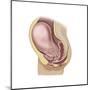 Sagittal View of Pregnant Uterus Showing Outline of Usual Position of Pelvic Organs-null-Mounted Art Print