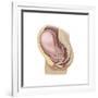 Sagittal View of Pregnant Uterus Showing Outline of Usual Position of Pelvic Organs-null-Framed Art Print