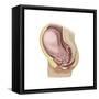 Sagittal View of Pregnant Uterus Showing Outline of Usual Position of Pelvic Organs-null-Framed Stretched Canvas