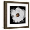 Sagittaria II-Irena Orlov-Framed Art Print