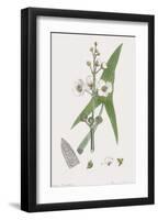 Sagittaria Sagittifolia-James Sowerby-Framed Giclee Print