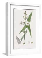 Sagittaria Sagittifolia-James Sowerby-Framed Giclee Print