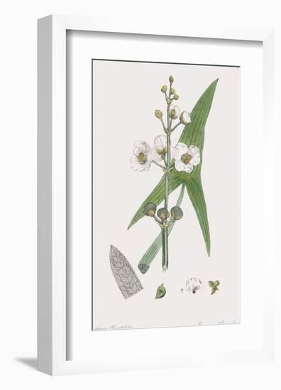 Sagittaria Sagittifolia-James Sowerby-Framed Giclee Print