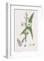 Sagittaria Sagittifolia-James Sowerby-Framed Giclee Print