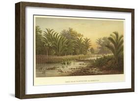 Sago Palm Plantation in Amboyna-null-Framed Giclee Print