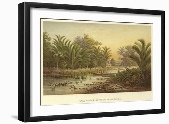 Sago Palm Plantation in Amboyna-null-Framed Giclee Print