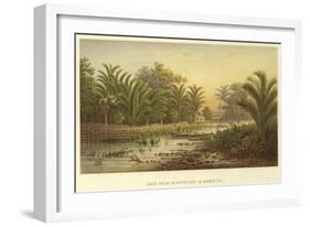 Sago Palm Plantation in Amboyna-null-Framed Giclee Print