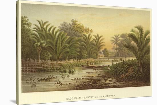 Sago Palm Plantation in Amboyna-null-Stretched Canvas