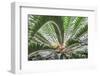 Sago-Palm, USA-Lisa S. Engelbrecht-Framed Photographic Print