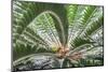 Sago-Palm, USA-Lisa S. Engelbrecht-Mounted Photographic Print