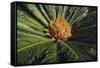 Sago Palm-DLILLC-Framed Stretched Canvas