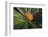 Sago Palm-DLILLC-Framed Photographic Print