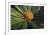 Sago Palm-DLILLC-Framed Photographic Print