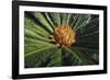 Sago Palm-DLILLC-Framed Photographic Print