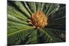 Sago Palm-DLILLC-Mounted Photographic Print