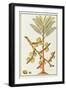 Sago Palm-Porter Design-Framed Giclee Print