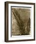 Sago Palm-John Kuss-Framed Giclee Print