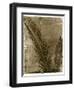 Sago Palm-John Kuss-Framed Giclee Print