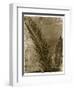 Sago Palm-John Kuss-Framed Giclee Print