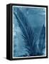 Sago Palm-John Kuss-Framed Stretched Canvas