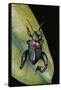 Sagra Buqueti (Frog-Legged Leaf Beetle)-Paul Starosta-Framed Stretched Canvas