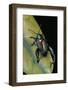 Sagra Buqueti (Frog-Legged Leaf Beetle)-Paul Starosta-Framed Photographic Print