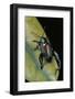 Sagra Buqueti (Frog-Legged Leaf Beetle)-Paul Starosta-Framed Photographic Print