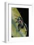 Sagra Buqueti (Frog-Legged Leaf Beetle)-Paul Starosta-Framed Photographic Print