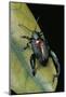 Sagra Buqueti (Frog-Legged Leaf Beetle)-Paul Starosta-Mounted Photographic Print